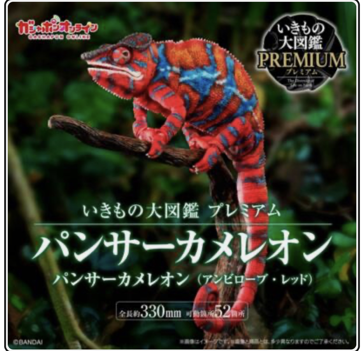 Have a Never Dying Not Eating Chameleon from Japan :: Chameleons